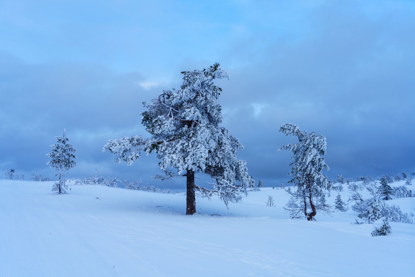 Svartfjället